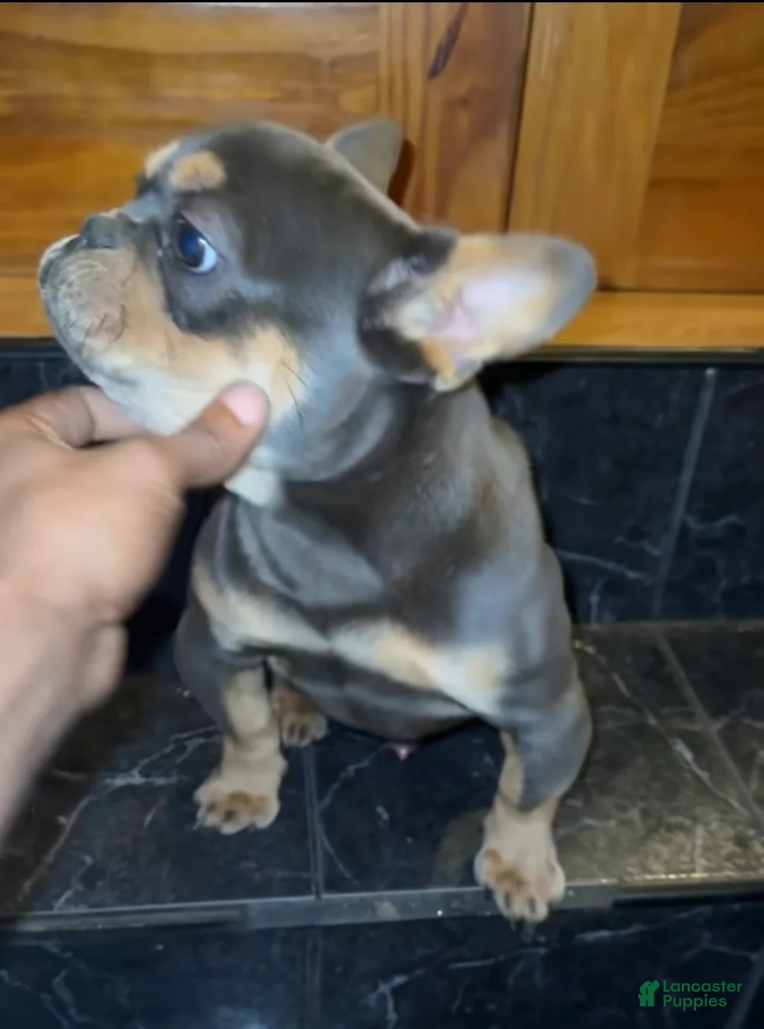 French Bulldog dogs for sale: Bluey - Ad 1