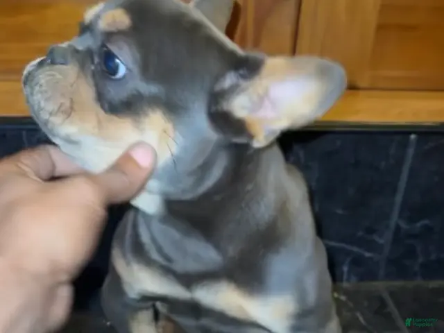 French Bulldog dogs for sale: Bluey - Ad 1