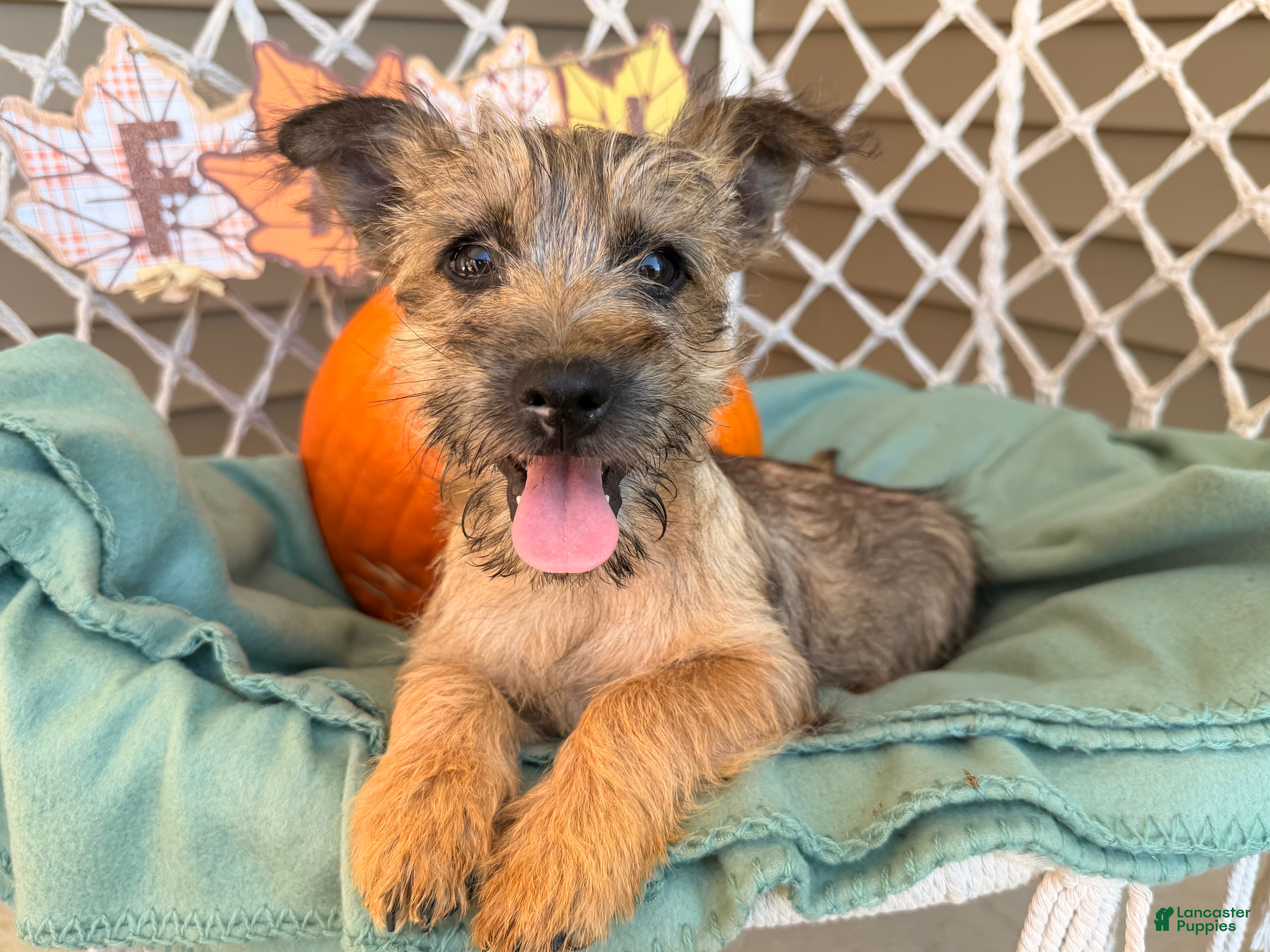 Cairn Terrier dogs Eli - Ad 2