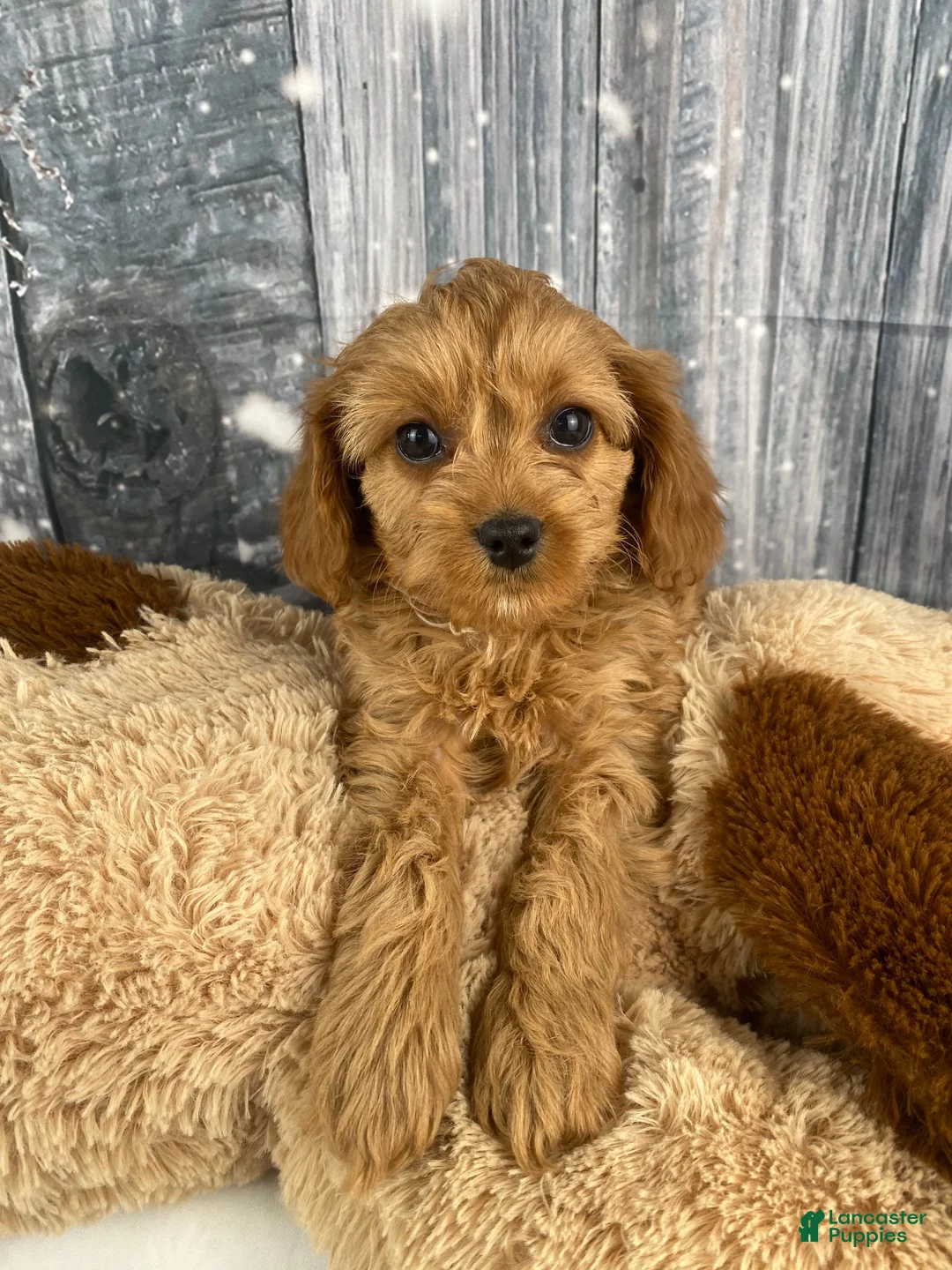 Cavapoo dogs for sale: Mabel - Ad 9