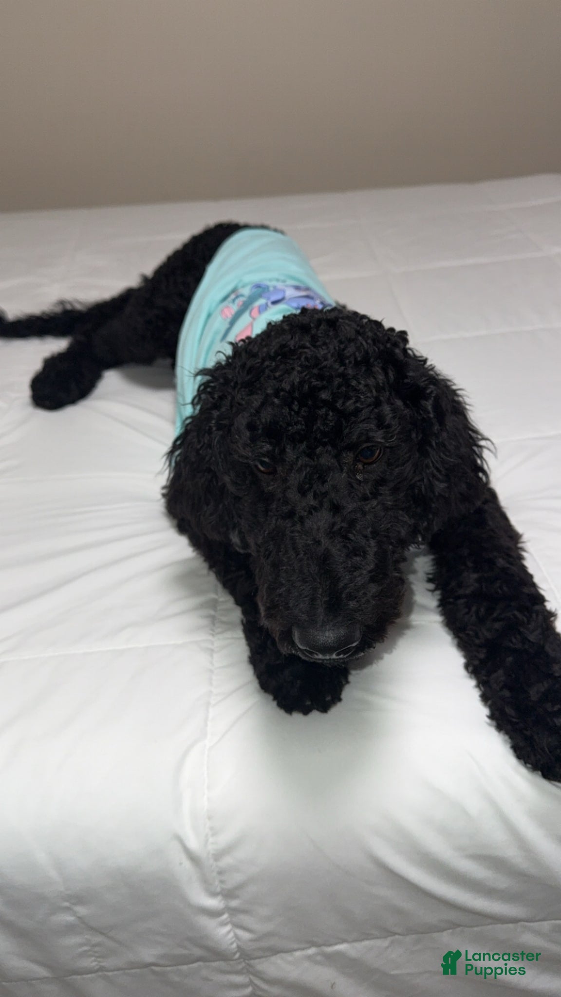 Standard Poodle dogs Standard Poodle Puppy 1 - Ad 1