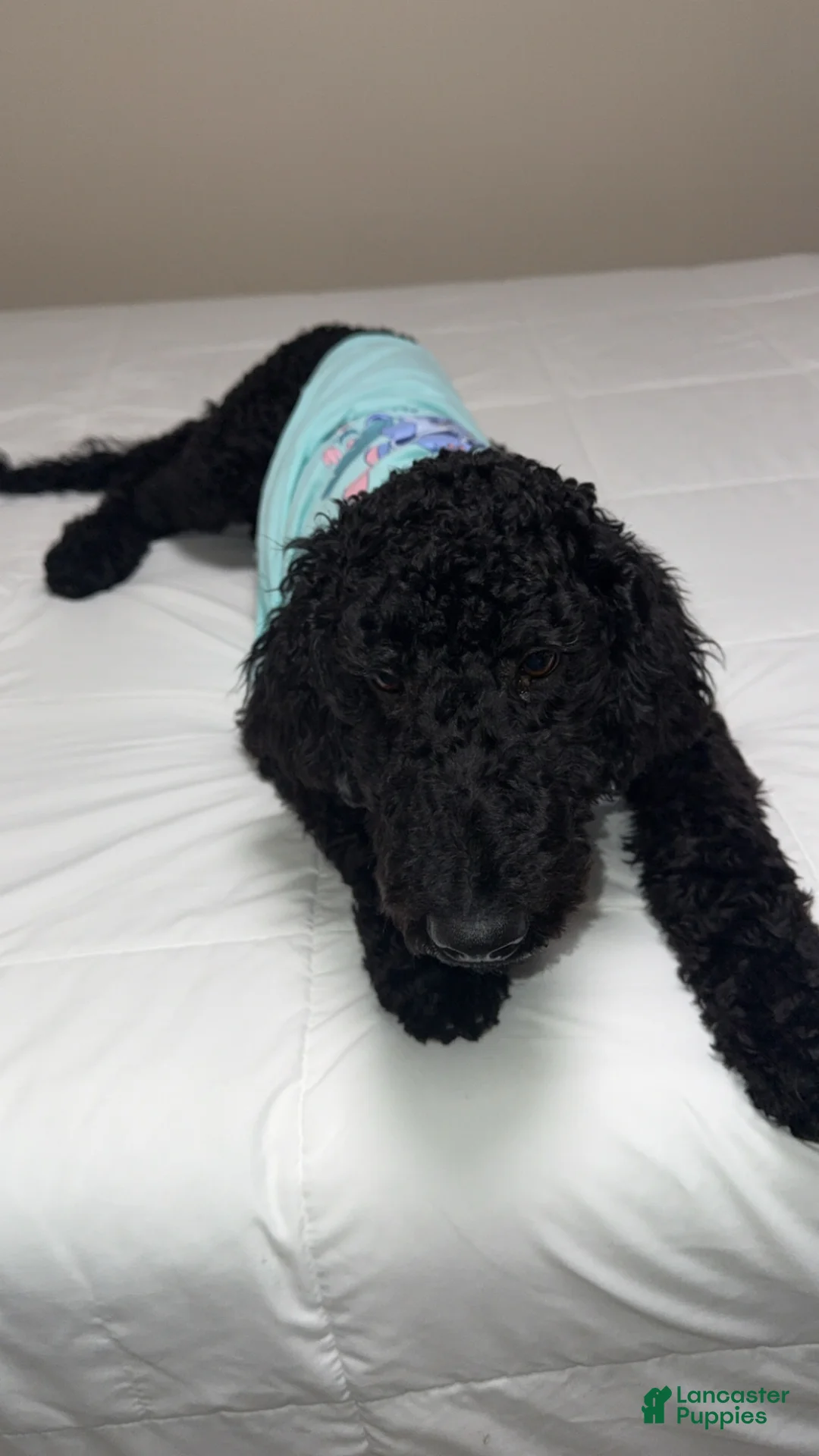 Standard Poodle dogs for sale: Standard Poodle Puppy 1 - Ad 1
