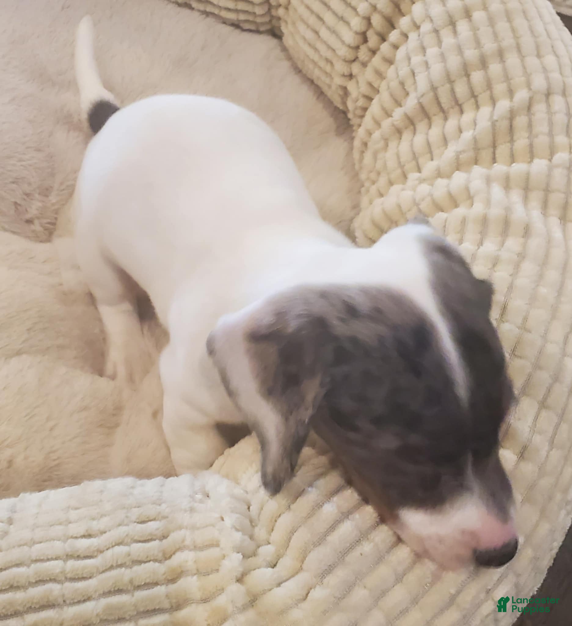 Dachshund dogs for sale: Dachshund Puppy 3 - Ad 1