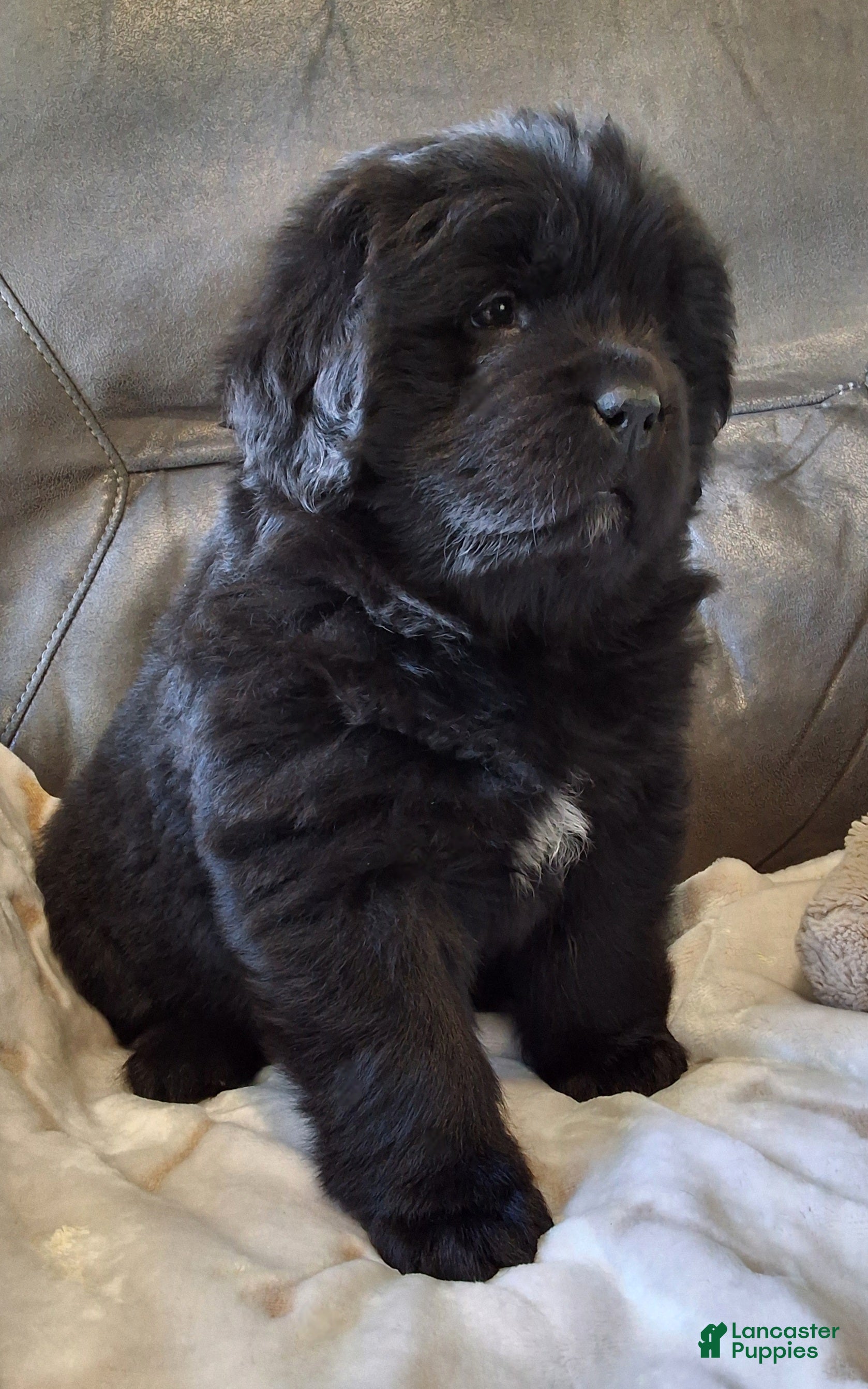 Newfoundland dogs Newfoundland Puppy 2 - Ad 1