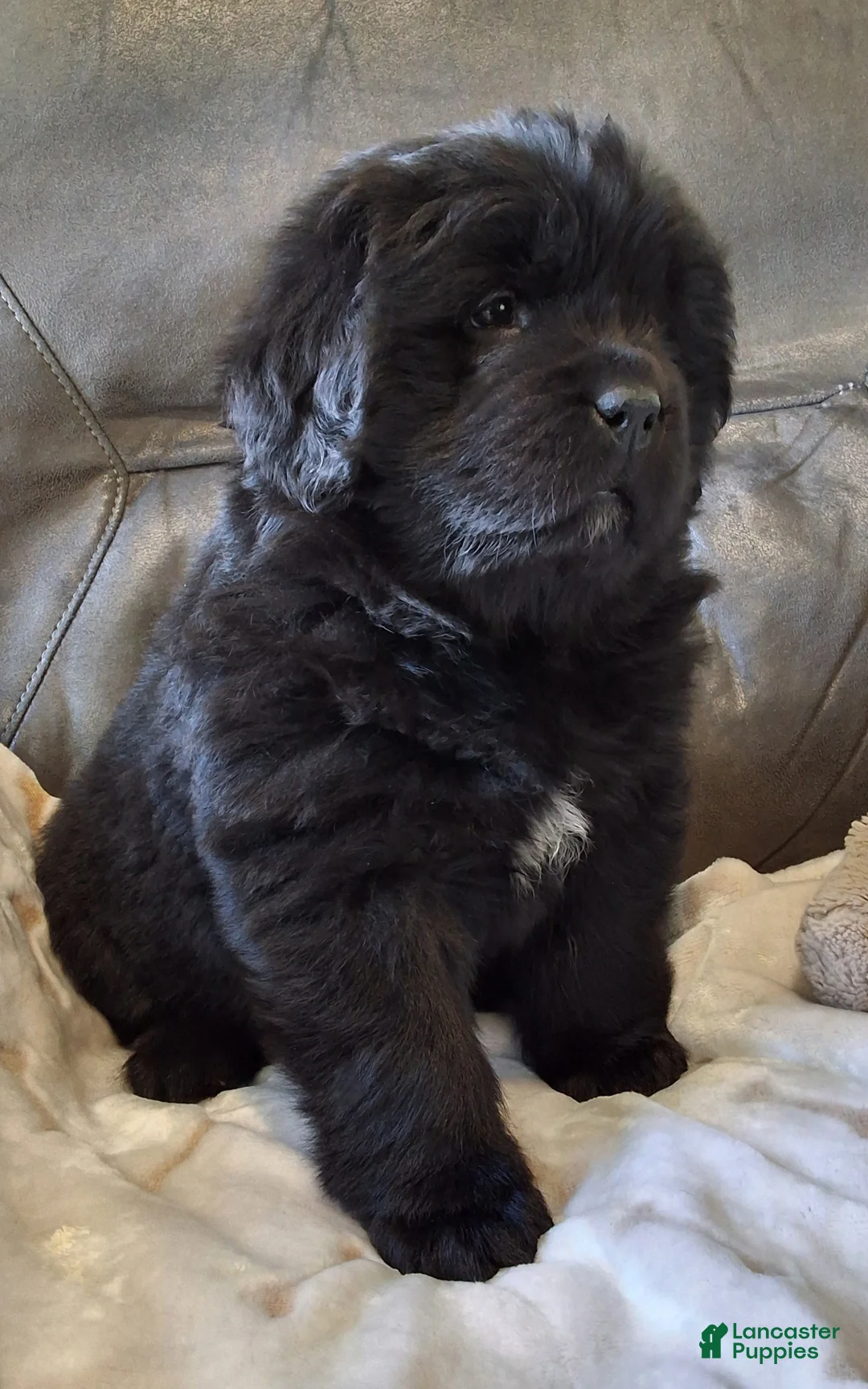 Newfoundland dogs for sale: AKC OFA LUCY - Ad 1