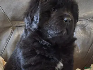 Newfoundland dogs for sale: AKC OFA LUCY - Ad 1