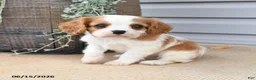 Cavalier King Charles Spaniel dogs for sale: Crispin - Ad 4