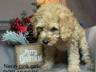 Mini Goldendoodle dogs Mini Goldendoodle Puppy Neon pink - Ad 16