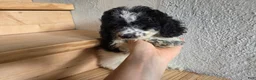 Cockapoo dogs for sale: Rocky  - Ad 1