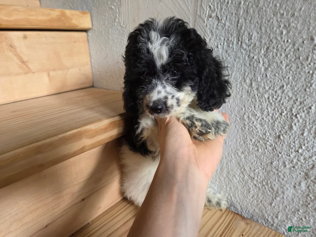 Cockapoo dogs for sale: Rocky  - Ad 1