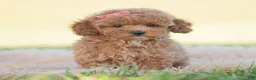 Toy Poodle dogs for sale: Candy apple - Ad 1