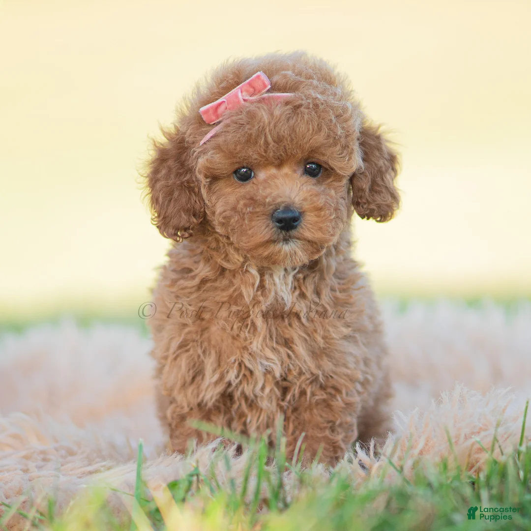 Toy Poodle dogs for sale: Candy apple - Ad 1