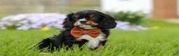 Cavalier King Charles Spaniel dogs for sale: Charlie - Ad 5