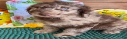 Miniature Labradoodle dogs for sale: Speck - Ad 1