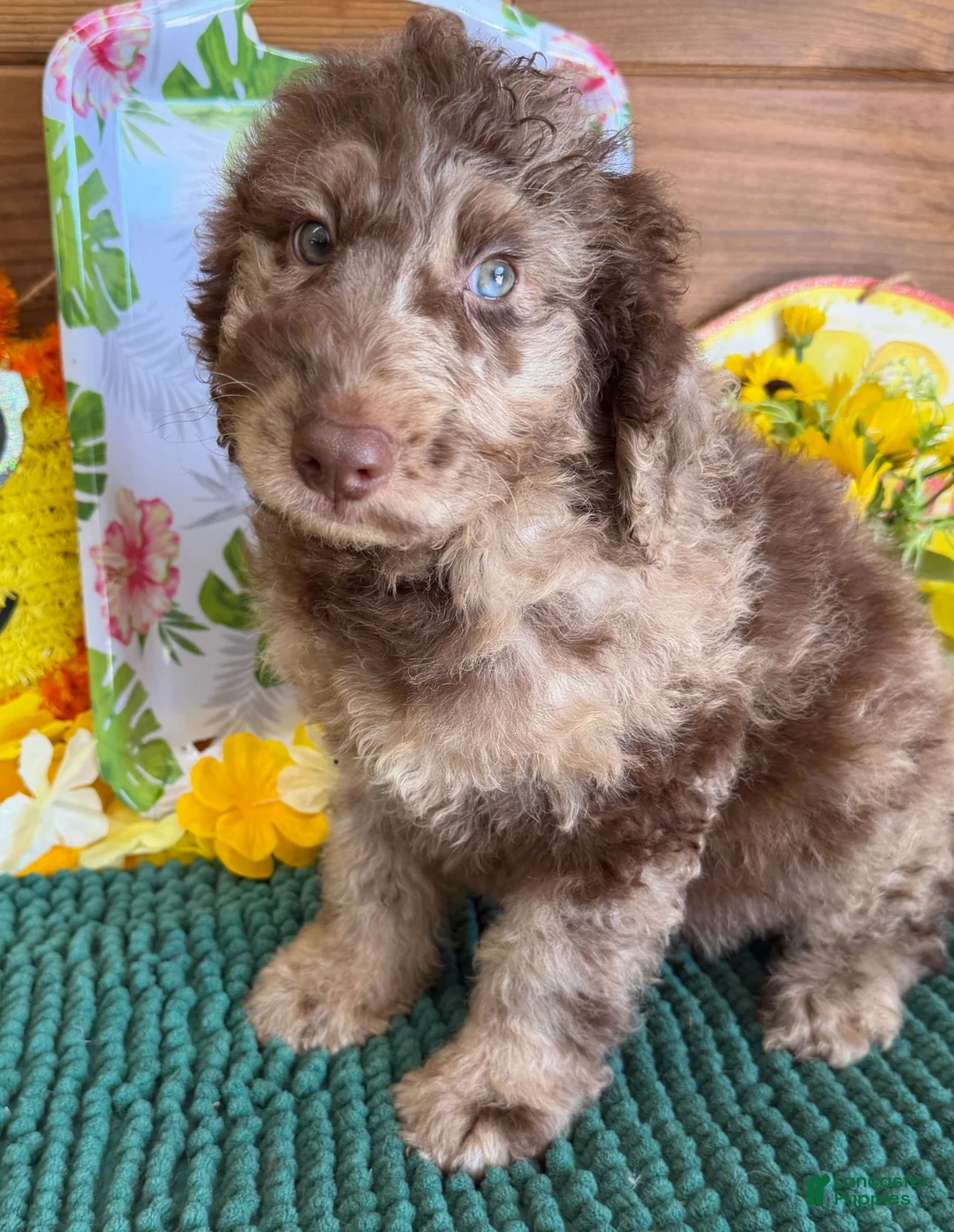 Miniature Labradoodle dogs for sale: Speck - Ad 1