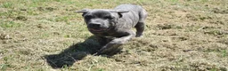 Cane Corso dogs for sale: Brenda - Ad 2
