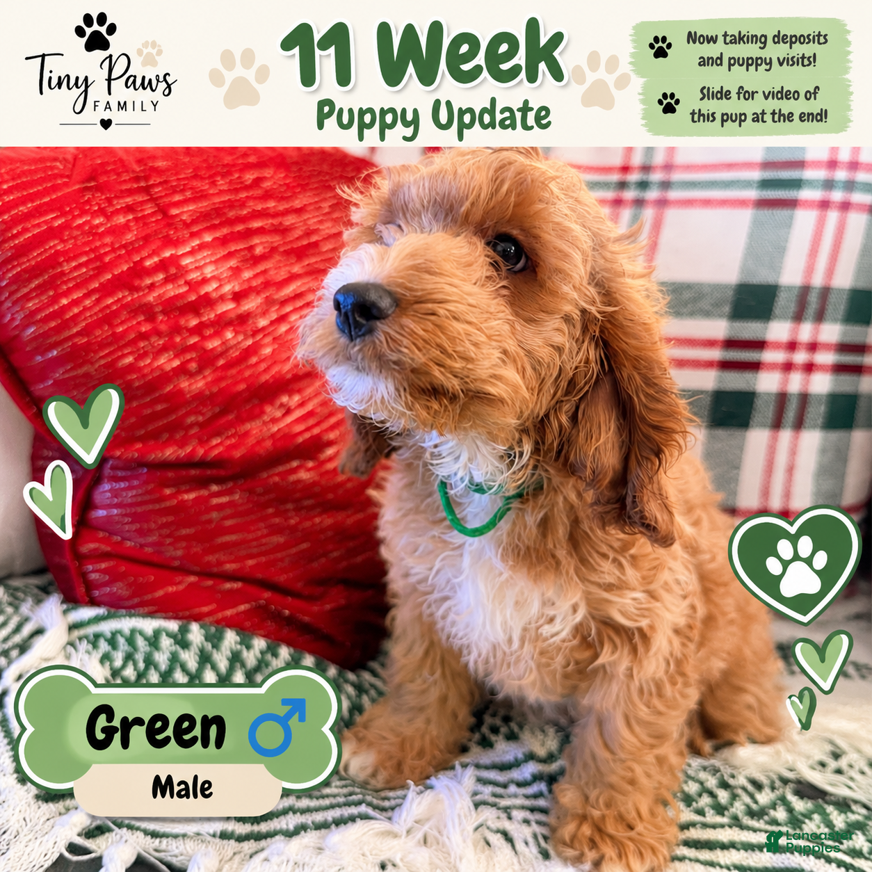 Cockapoo dogs for sale: Green Collar - Ad 40