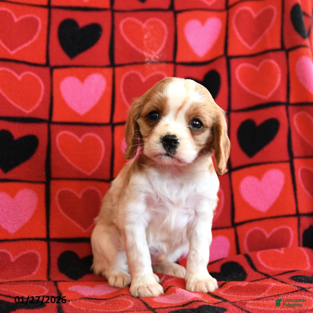Cavalier King Charles Spaniel dogs for sale: Tater Tot - Ad 1