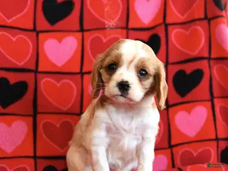 Cavalier King Charles Spaniel dogs for sale: Tater Tot - Ad 1