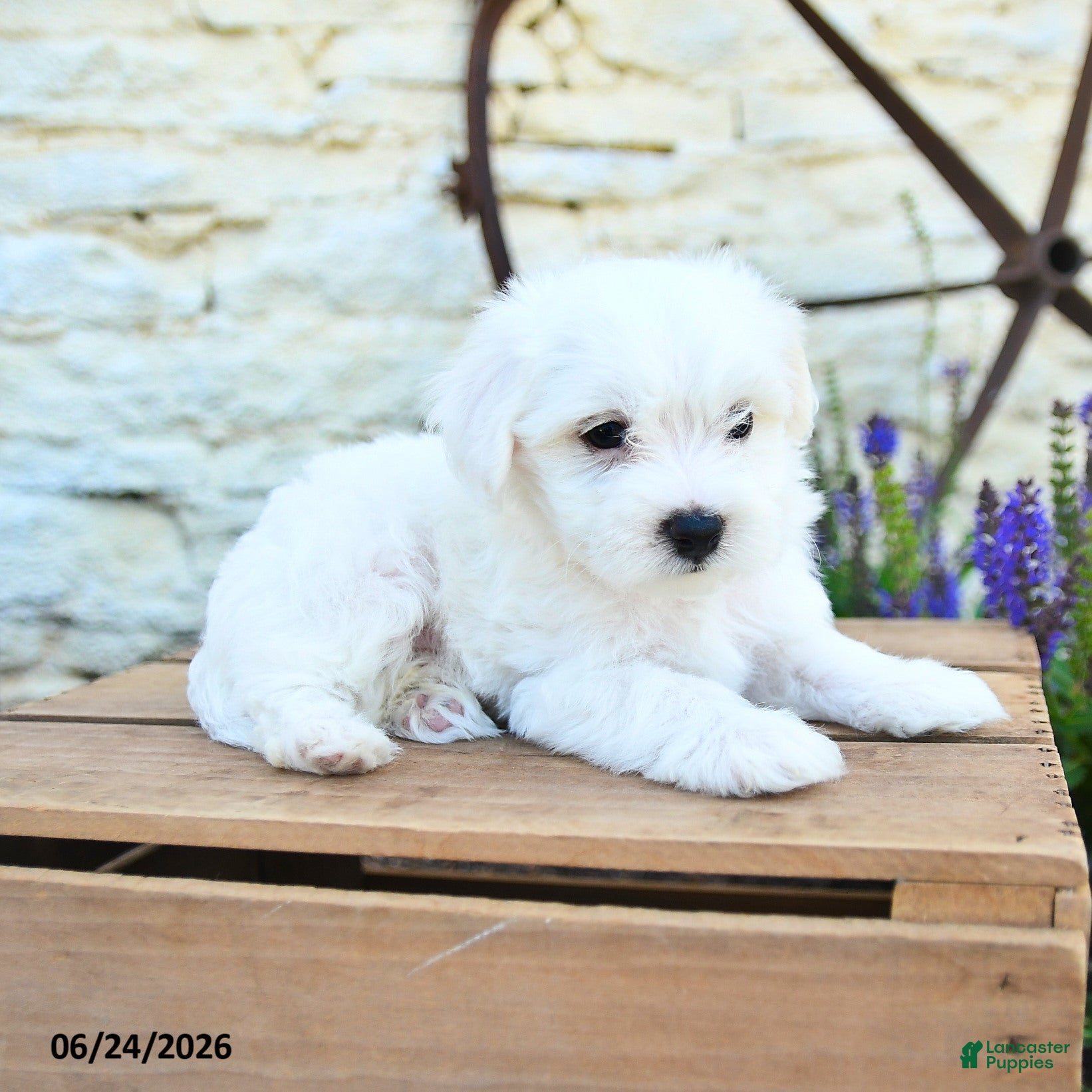 Mixed Breed dogs Edmund - Ad 2