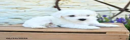 Mixed Breed dogs for sale: Edmund - Ad 2