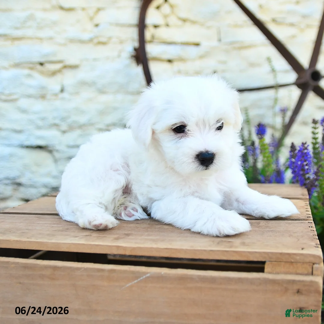 Mixed Breed dogs for sale: Edmund - Ad 2