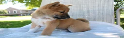 Shiba Inu dogs for sale: Luna - Ad 9