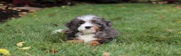 Mini Bernedoodle dogs for sale: Whyatt - Ad 15