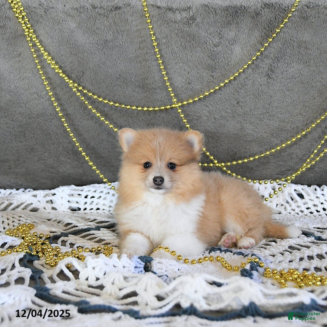 Pomeranian dogs for sale: Riena GENETIC TESTED - Ad 7