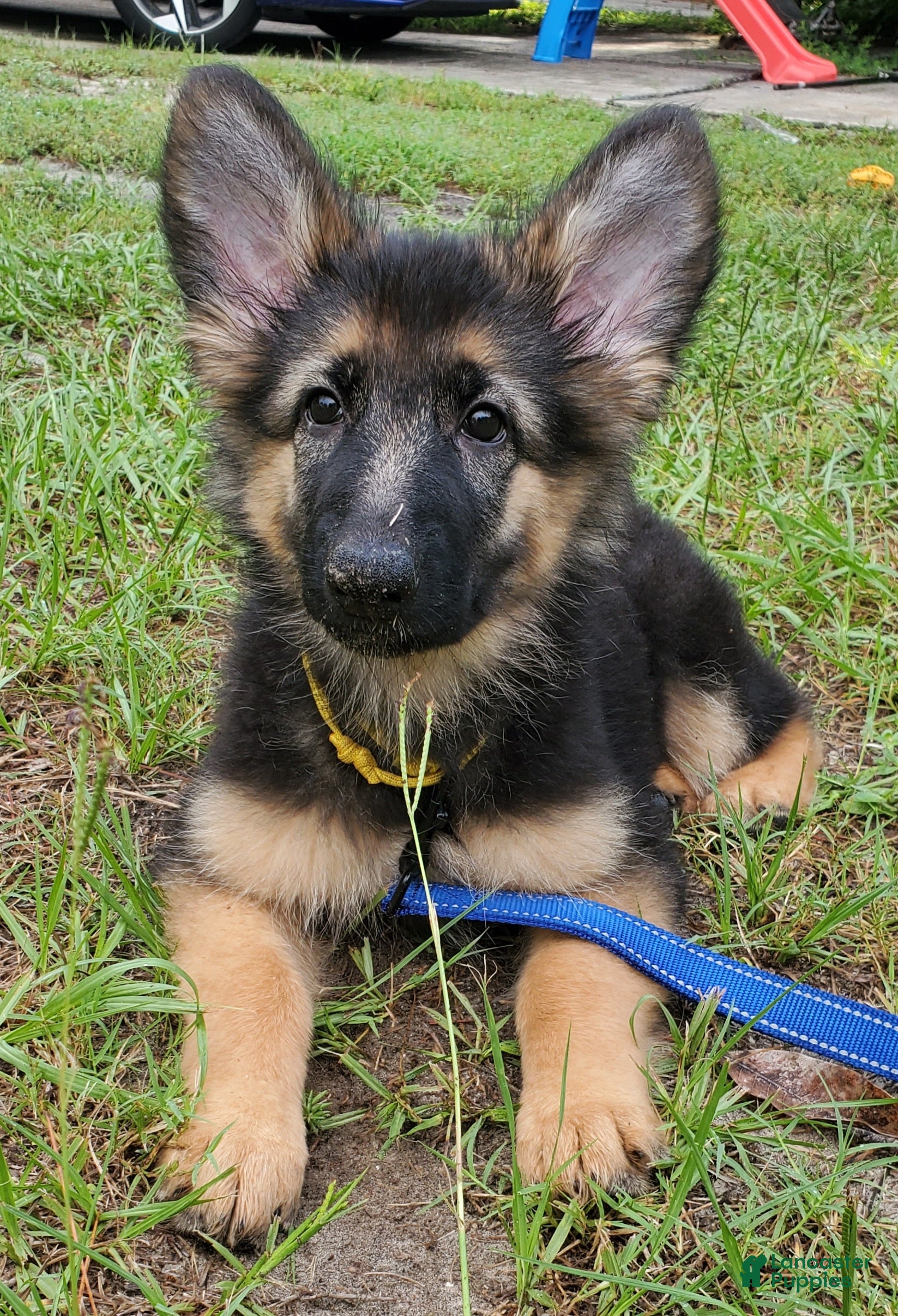 German Shepherd dogs Yellow - Ad 9