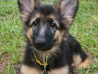 German Shepherd dogs Yellow - Ad 38