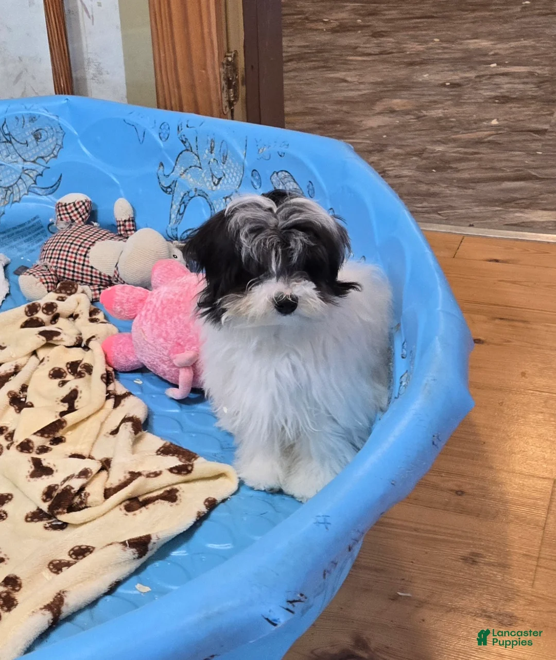 Havanese dogs for sale: Herman - Ad 5