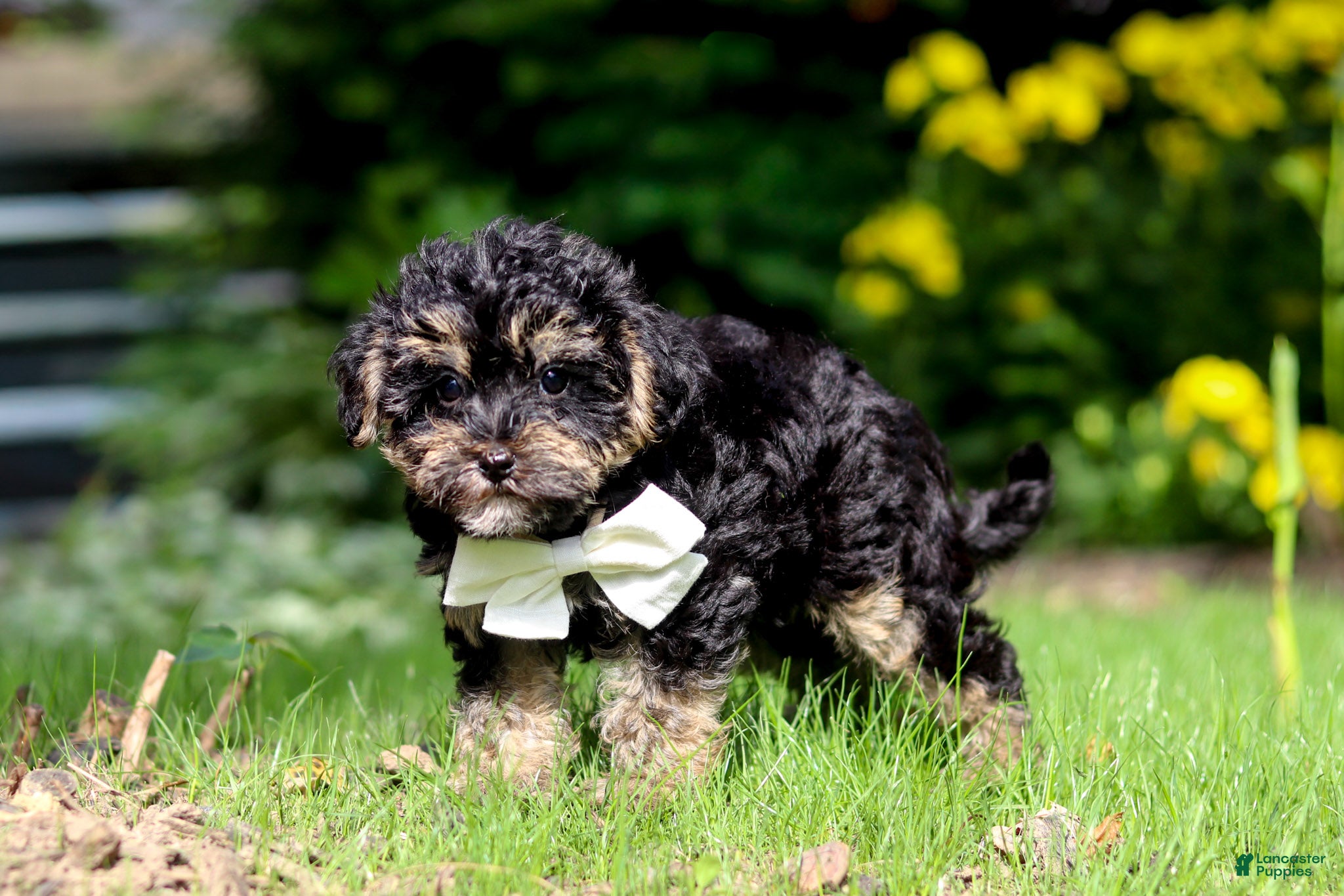 Yorkiepoo dogs Spike - Ad 2