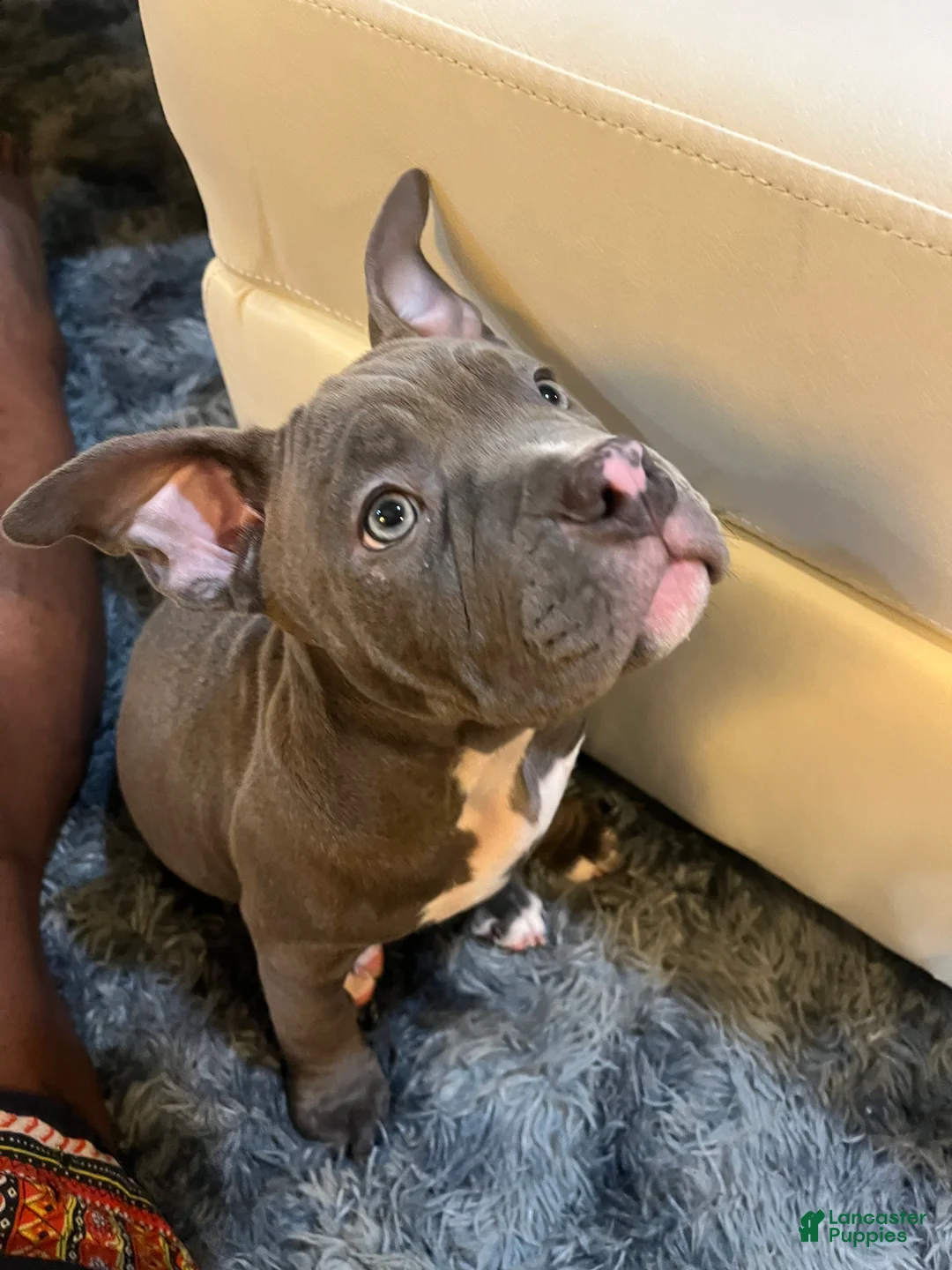 American Bully dogs for sale: American Bully Puppy 1 - Ad 1