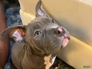 American Bully dogs American Bully Puppy 1 - Ad 42