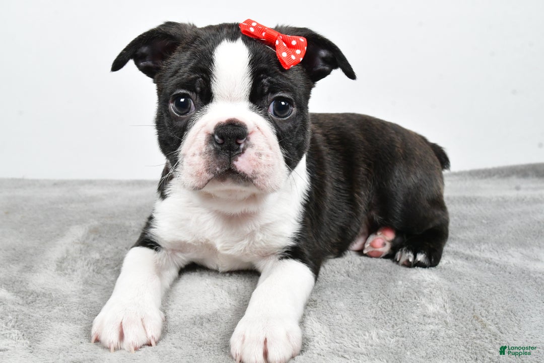 Mixed Breed dogs for sale: Snickers - Ad 10