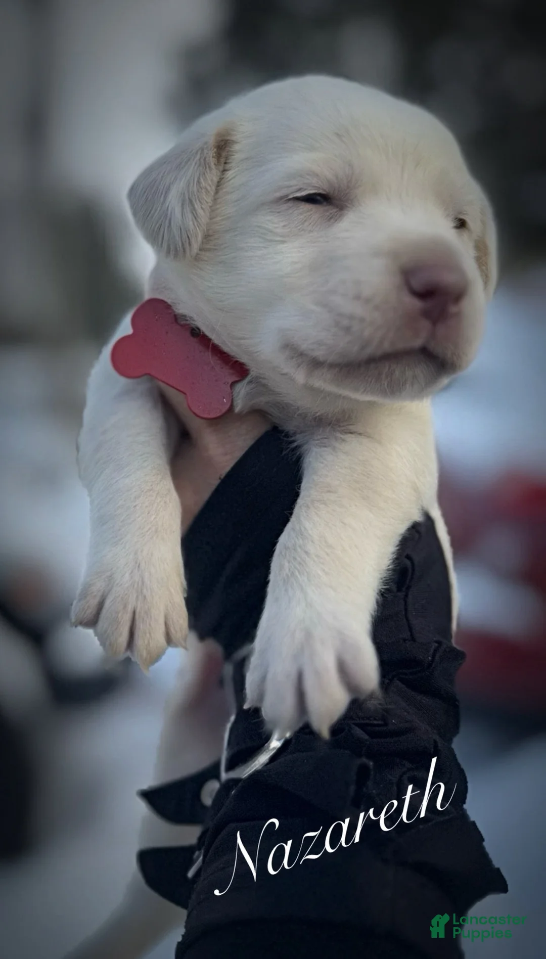 Labrador Retriever dogs for sale: Labrador Retriever Puppy 1 - Ad 11