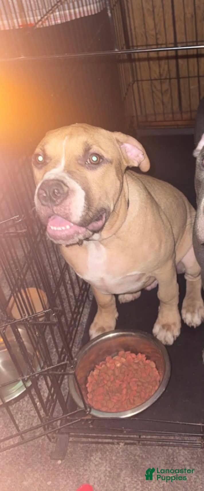 American Bully dogs American Bully 1 - Ad 31