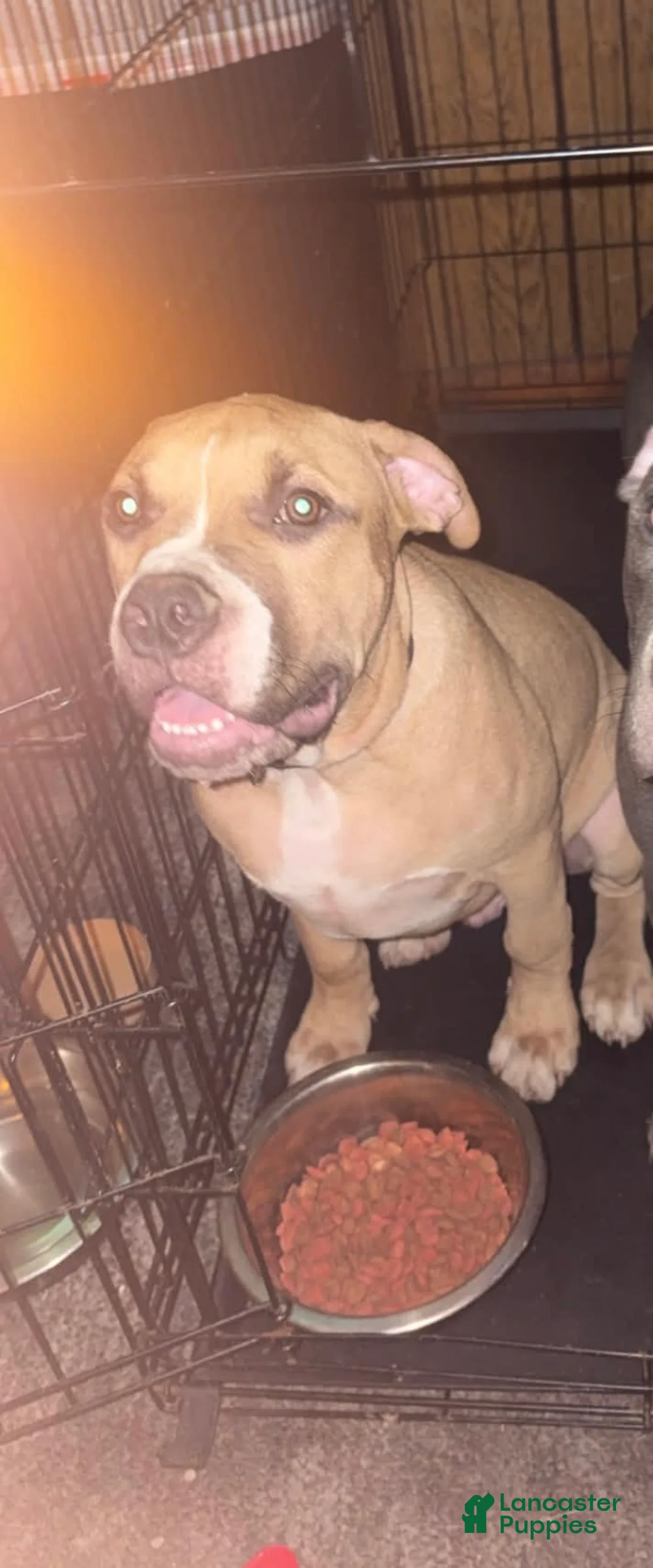 American Bully dogs for sale: American Bully 1 - Ad 1