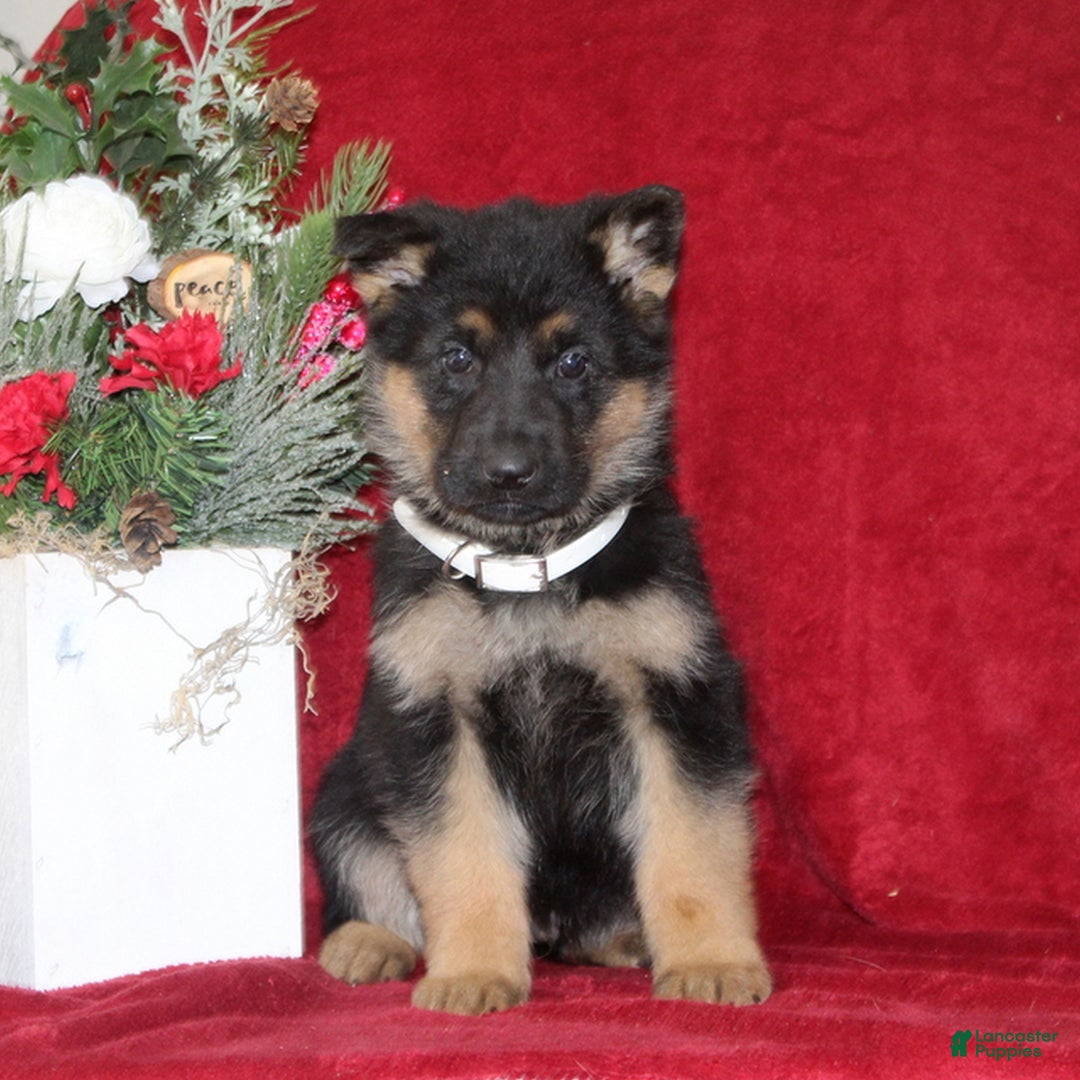 German Shepherd dogs for sale: Theo  - Ad 1