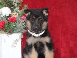 German Shepherd dogs Theo - Ad 25