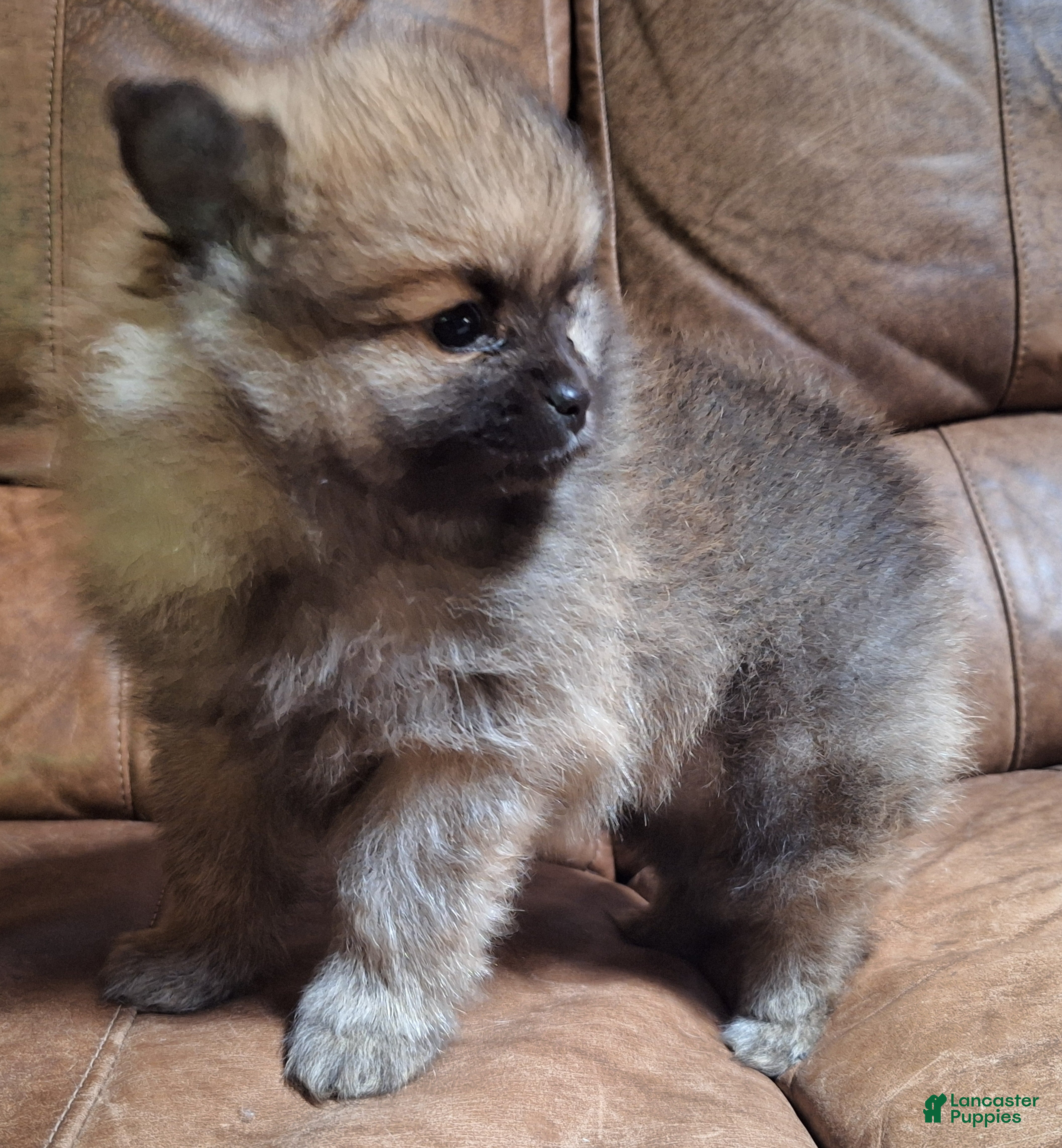 Pomeranian dogs Wolf sable female lighter - Ad 1