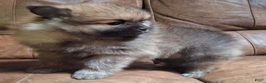 Wolf sable female lighter