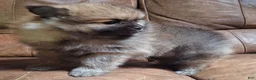 Pomeranian dogs for sale: Wolf sable female lighter - Ad 1