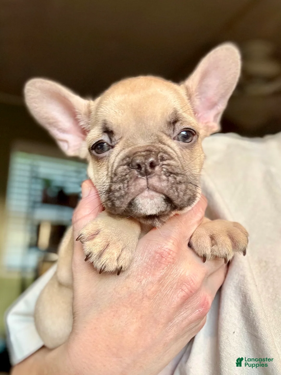 French Bulldog dogs for sale: French Bulldog 2 - Ad 2