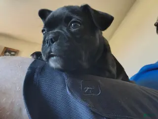 Frenchton dogs Frenchton Puppy 1 - Ad 24