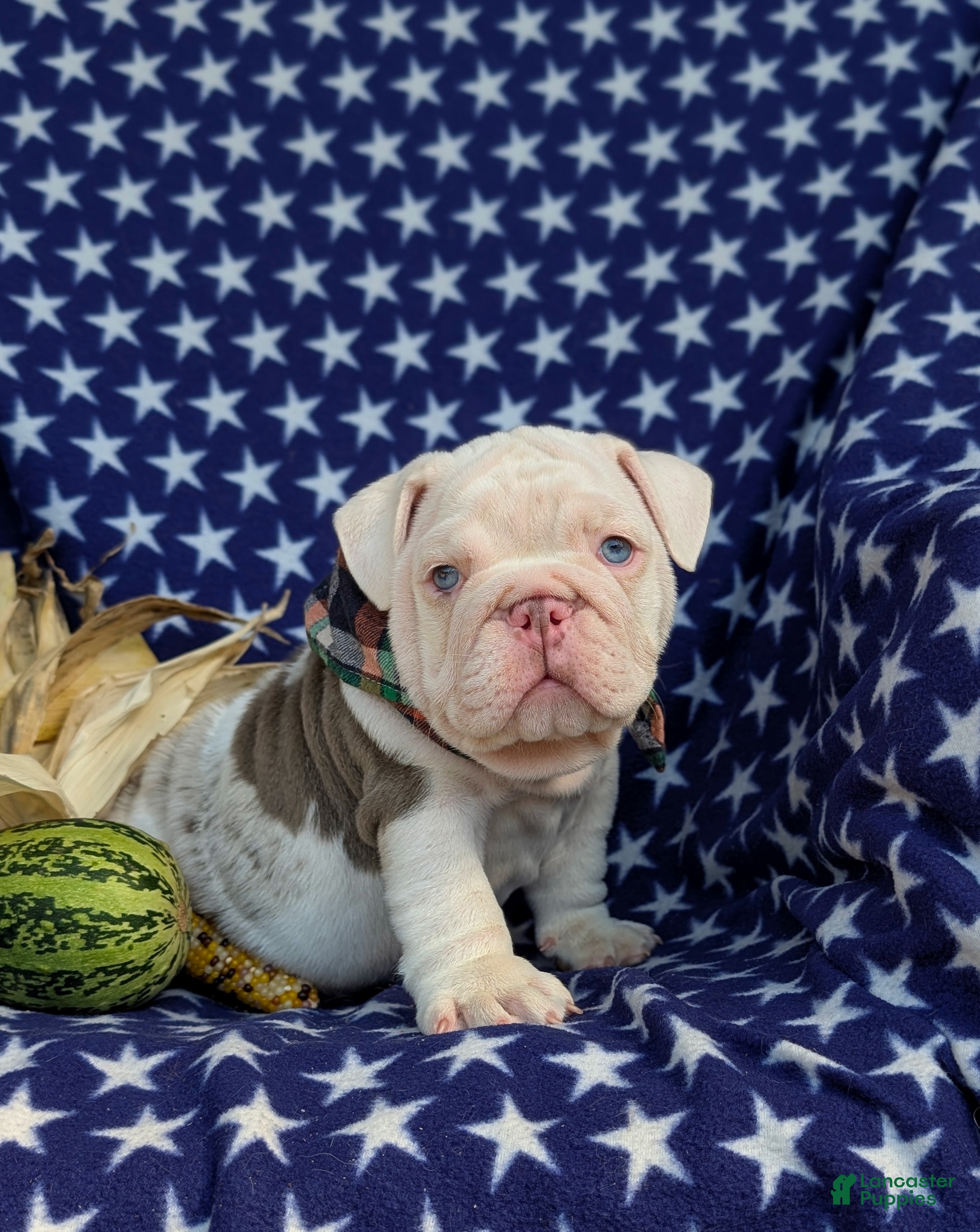 English Bulldog dogs for sale: Dunleigh - Ad 1