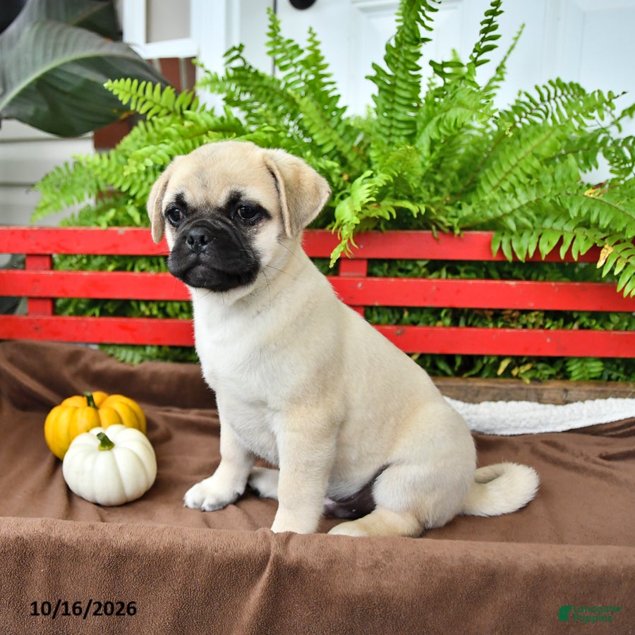 Mixed Breed dogs Snowball - Ad 1