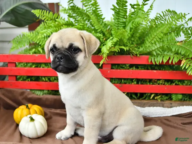 Mixed Breed dogs for sale: Snowball - Ad 1