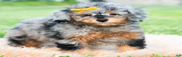 Toy Poodle dogs for sale: Astro - Ad 3